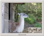 Bild Nr. 207130