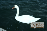 Image No. 275976