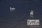 Bild Nr. 385772