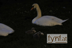 Bild Nr. 612515